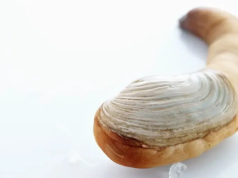 Geoduck: The Giant Clam You've Got to Try