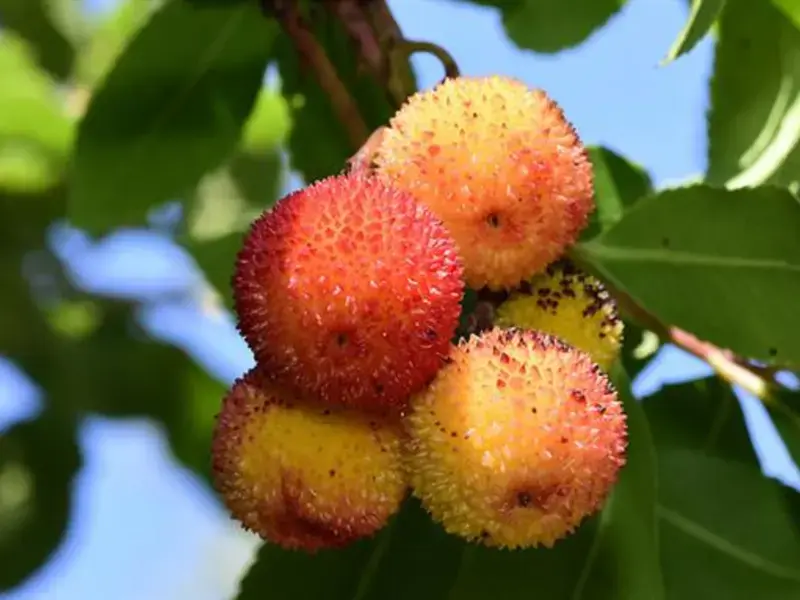 Strawberry Tree Fruit: What is it and How to Cook with it