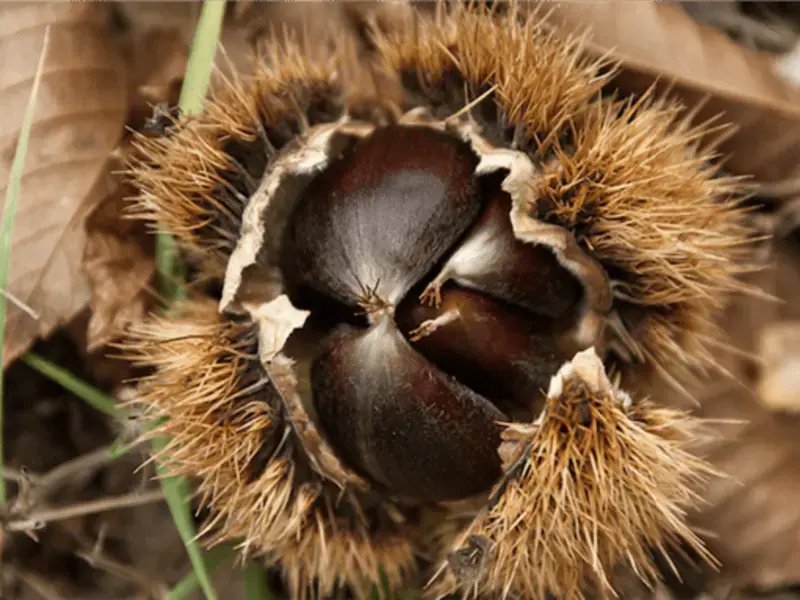 8 Way to Store Chestnuts at Home