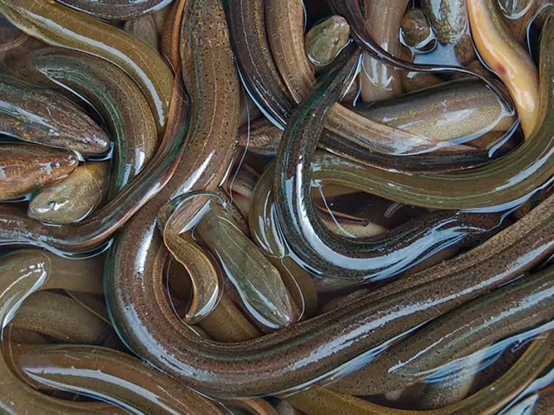 Eels