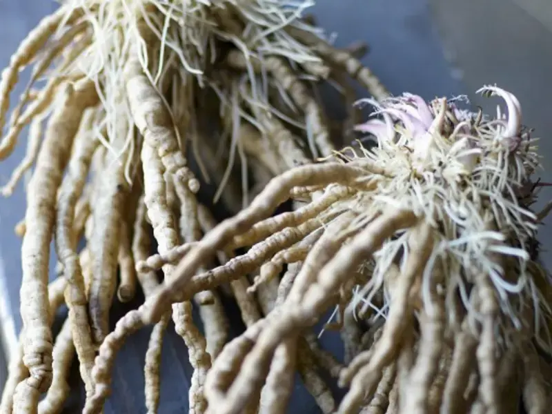 What is Skirret?