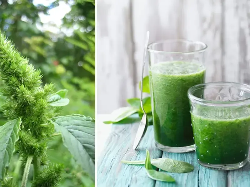 How to Cook Pigweed