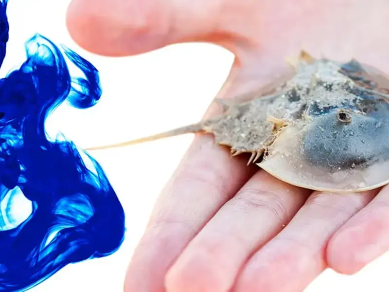 The Blue Blood of This Crab is Worth $60,000 a Gallon