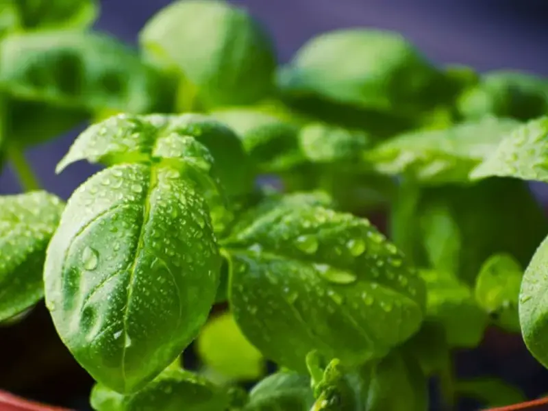 How to Harvest Basil to Ensure your Plant Flourishes