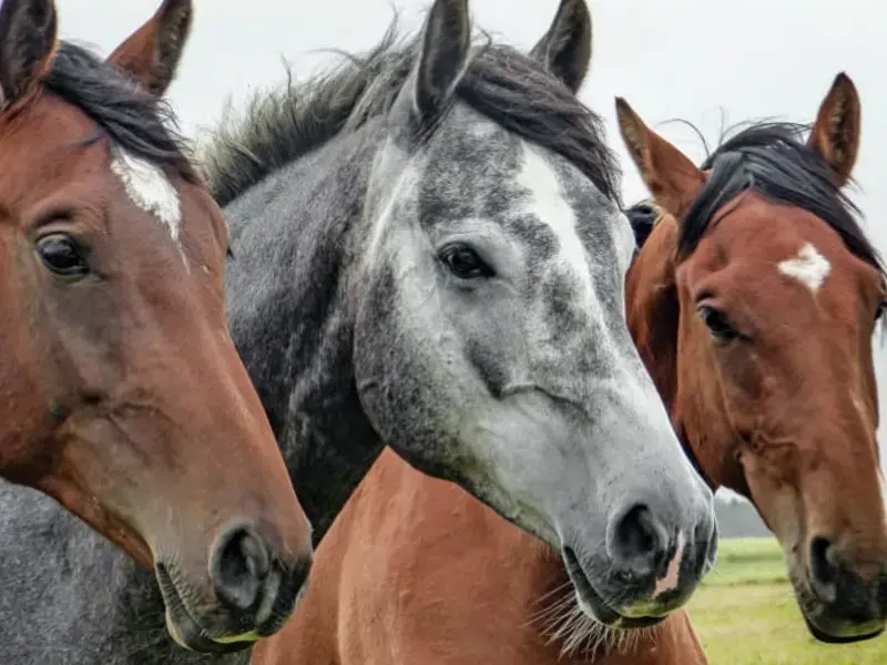 Why Horse Meat is Eaten in Italy