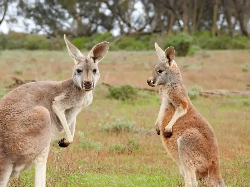 All You Need to Know About Kangaroo Meat
