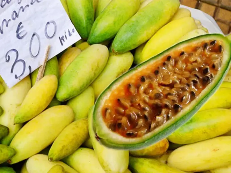 Banana Passionfruit, An Exotic Fruit from the Andes