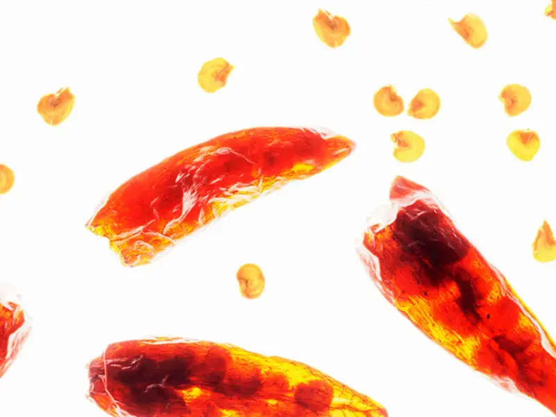 Food mythbusters: Deseeding chilies means less heat?