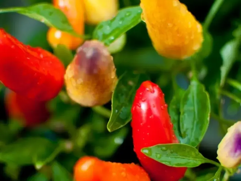 Food Preservation | How To Pickle Vegetables