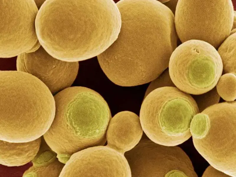 Original_2116_yeast-tp