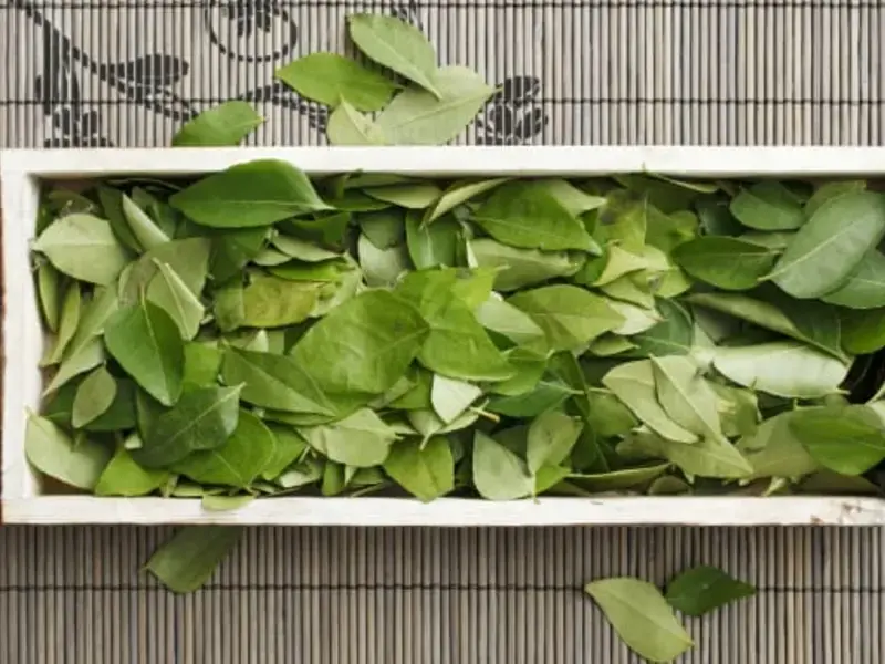 Curry Leaf: Understanding This South Indian Spice