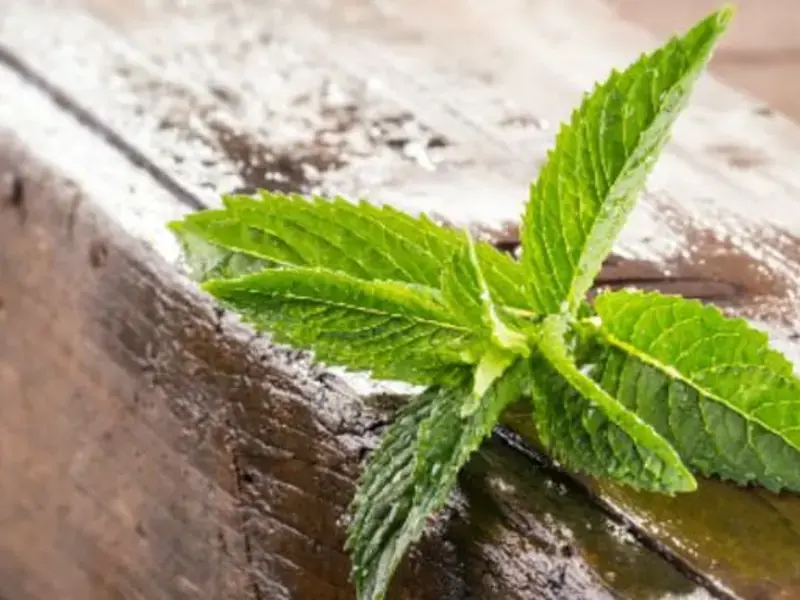 What You Probably Didn't Know About Mint