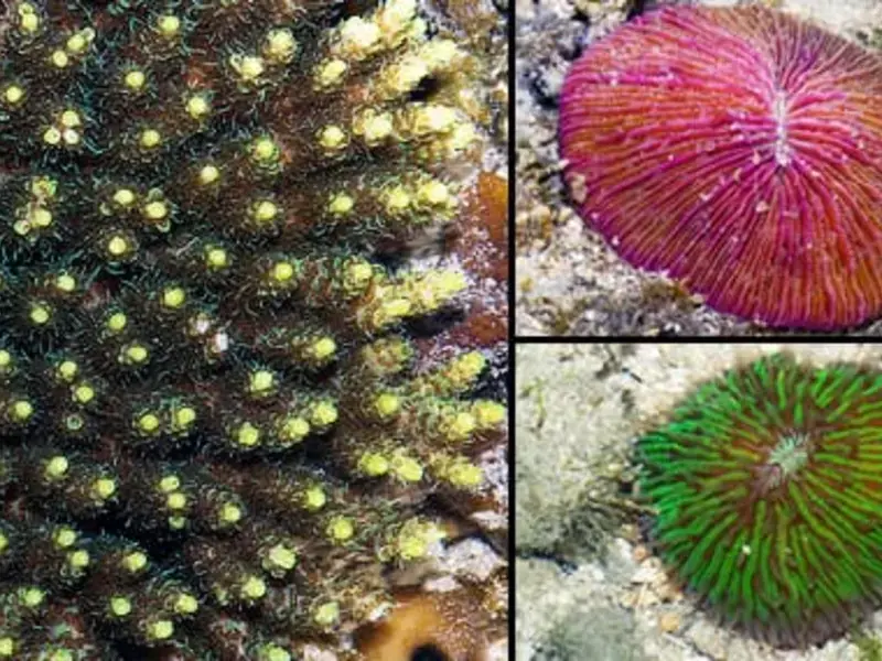 Original_248_mushrooms-bottom-sea-150