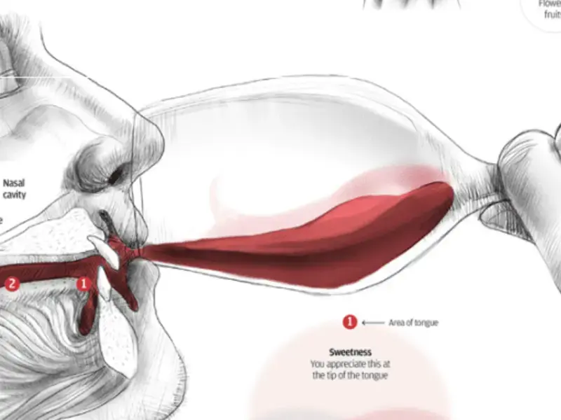 How to Taste Wine Like a Pro