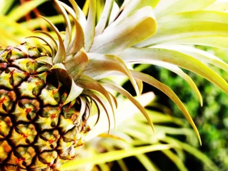 Original_3932_pineapple-2-