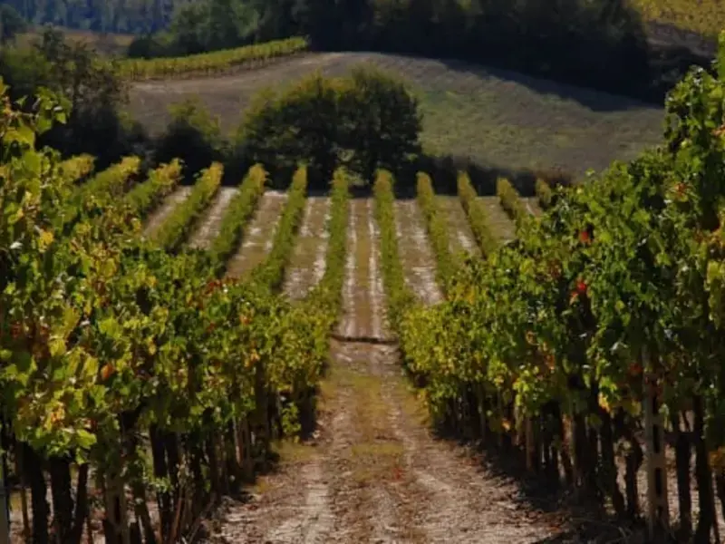 The Tuscan Wine Map