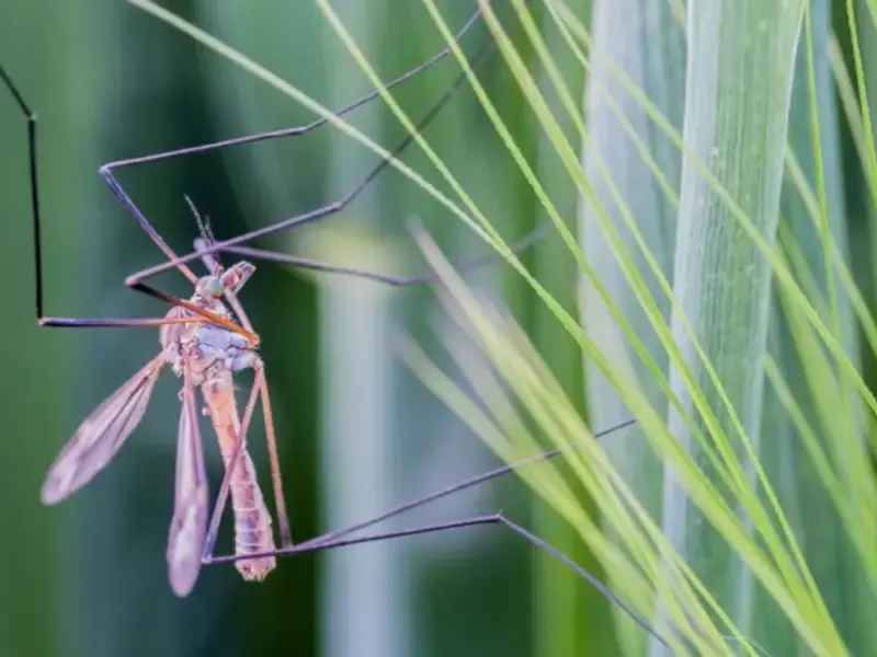 Original_6256_mosquito