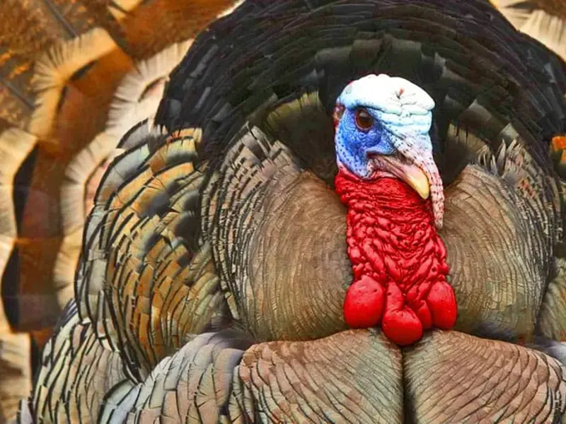Original_6581_TP-turkey-finedininglovers