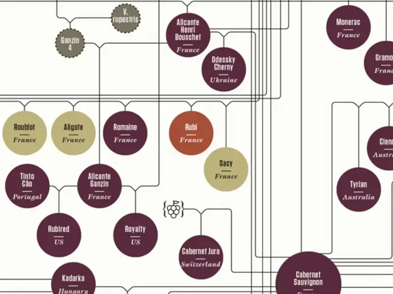 The Huge Family Tree of Wine - Impressive Infographic