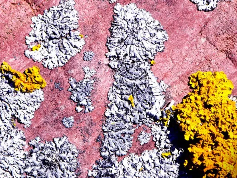 Original_9282_lichen-finedininglovers-TP