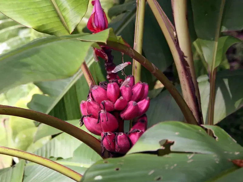 Pink banana