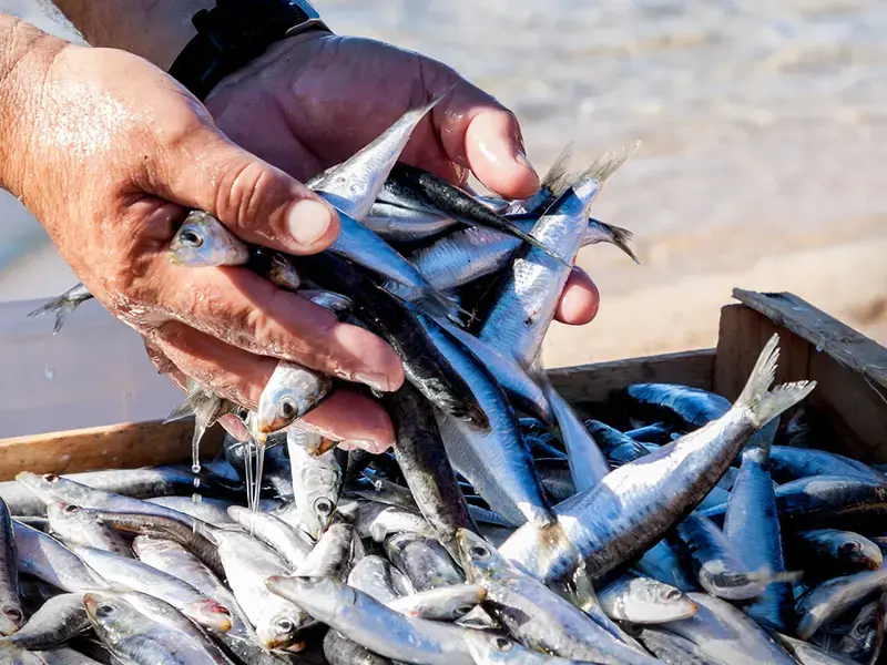 Sardines, a sustainable fish variety.