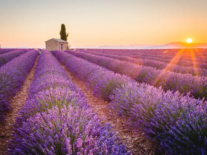 Lavender fields in Provence.