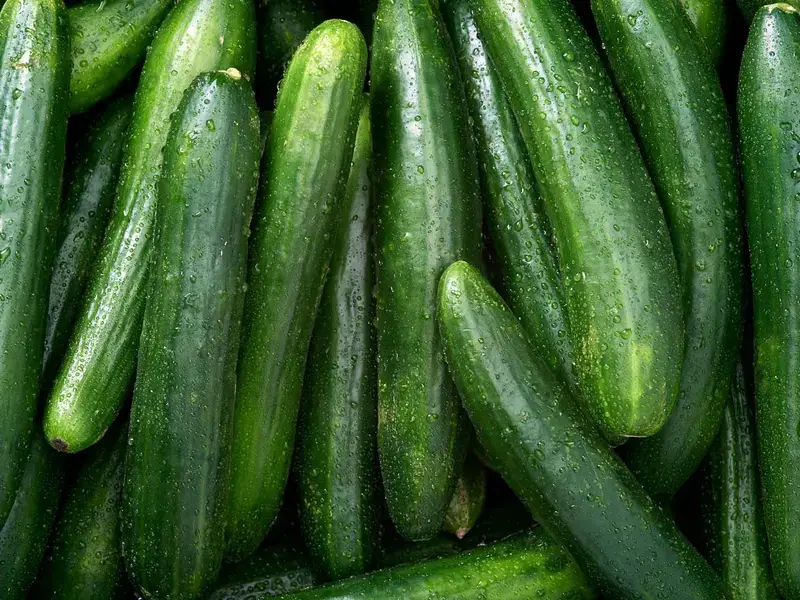 overhead view of a pile of fresh English cucumbers