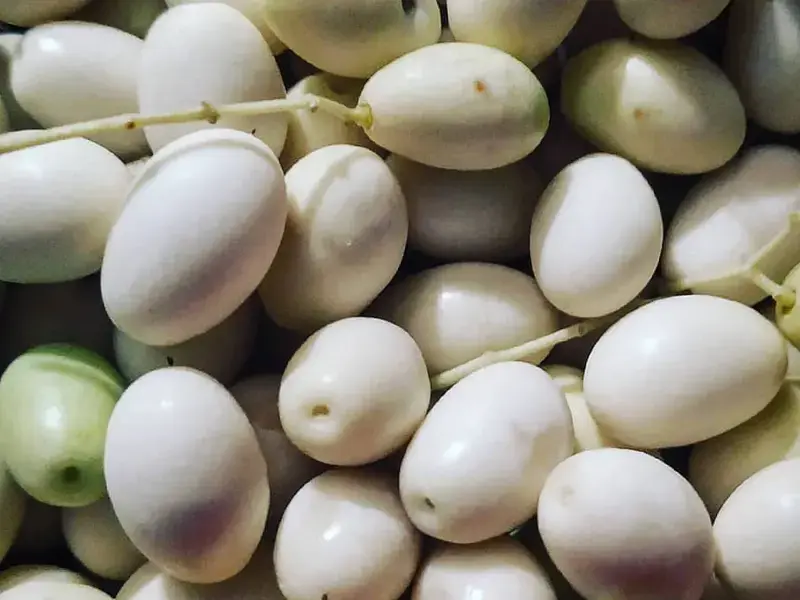 White Olives