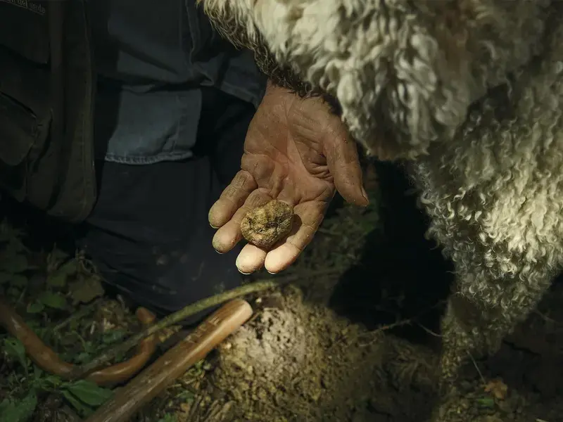 white truffles