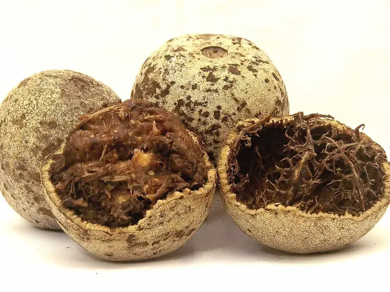 Wood apple