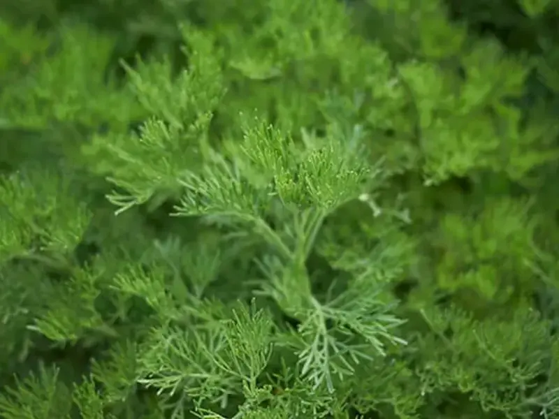 Armoise Artemisia