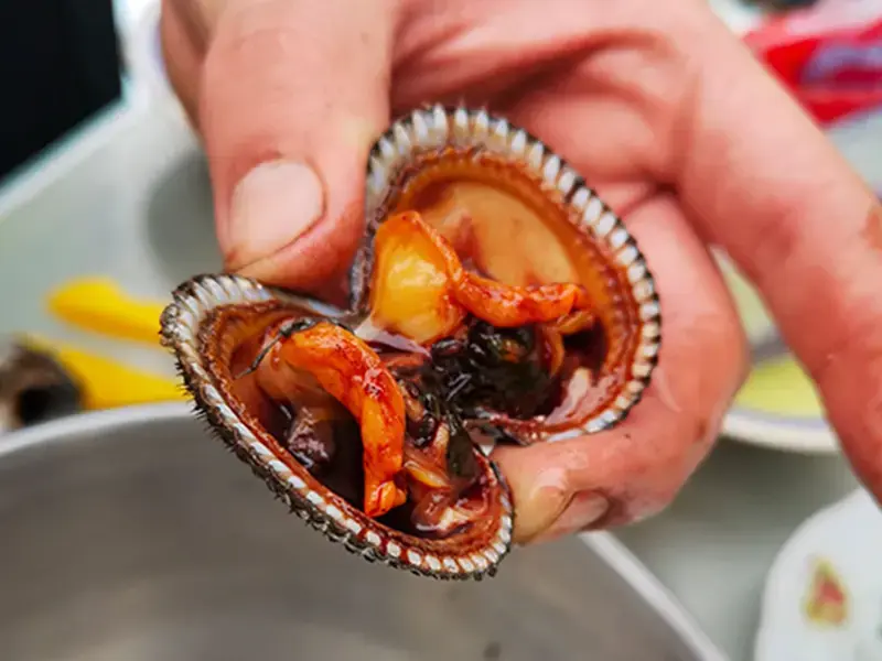 Opened Black Cockles