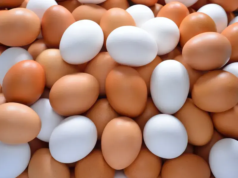 brown-and-white-eggs