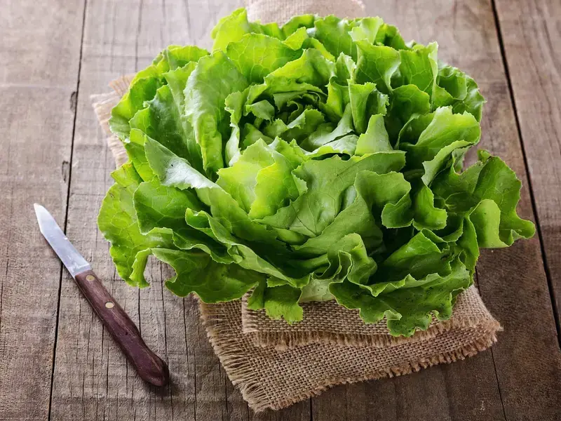 butter-lettuce