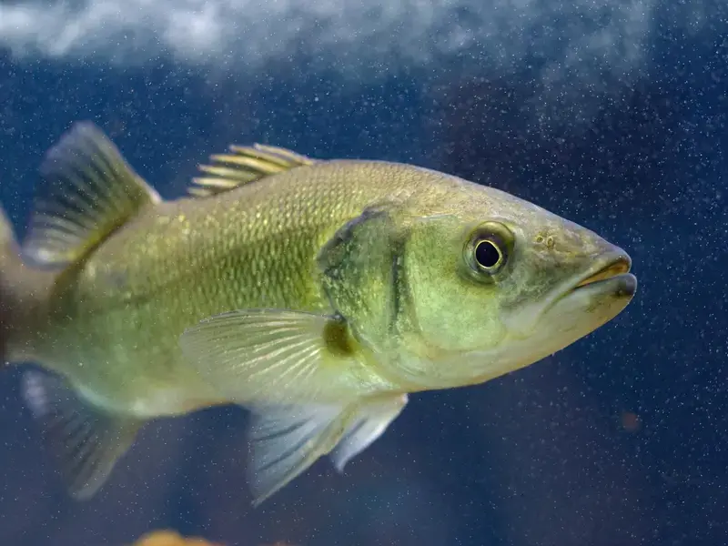 chilean-sea-bass