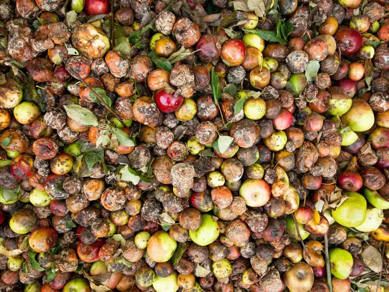 Rotten fruit and vegetables