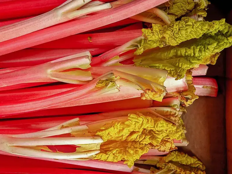 Forced Rhubarb