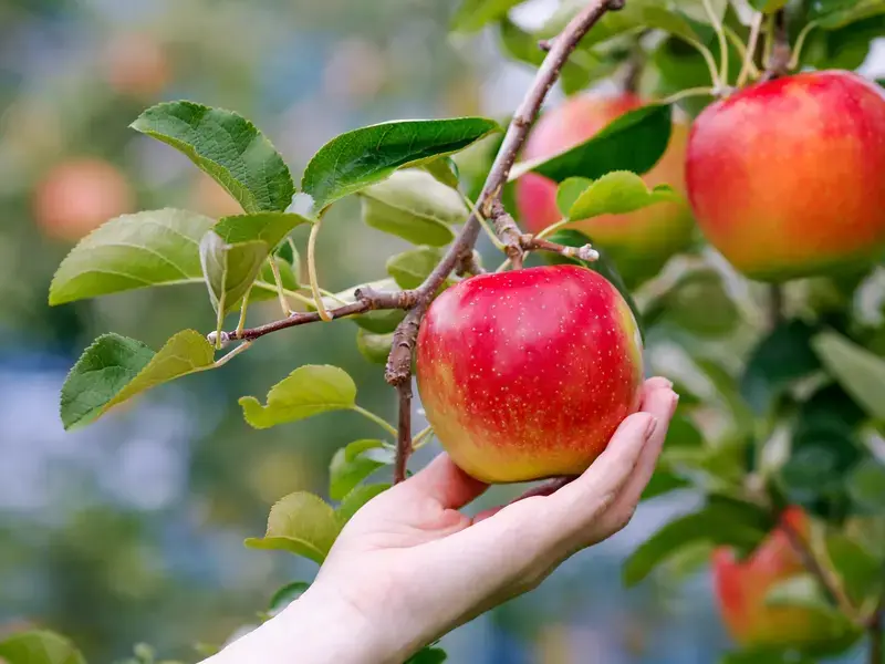 harvest-apples