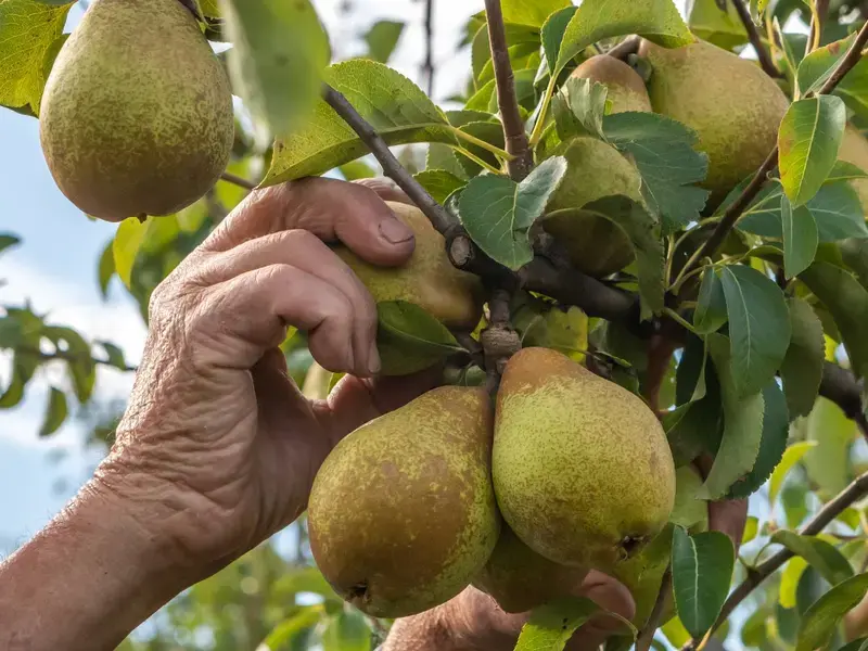 how to ripen pears ©iStock