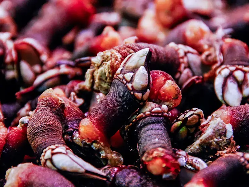 goose-barnacles-percebes-