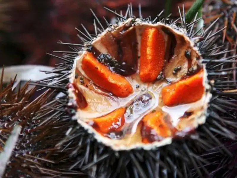 Street food in Puglia: 10 must try dishes