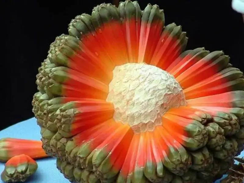 Hala Fruit: The fruit that looks like an exploding planet