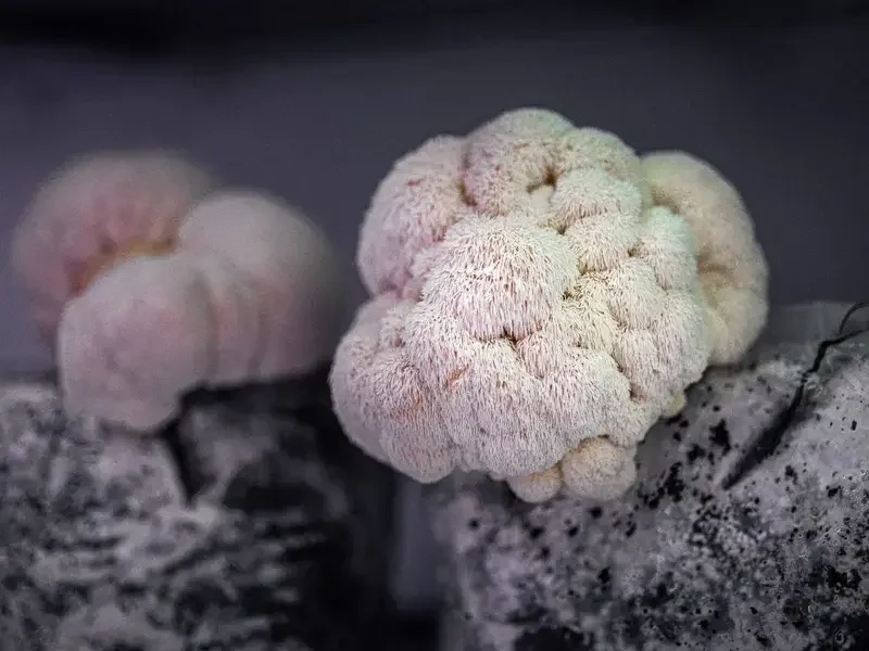 Lion's mane mushrooms at Fallow.