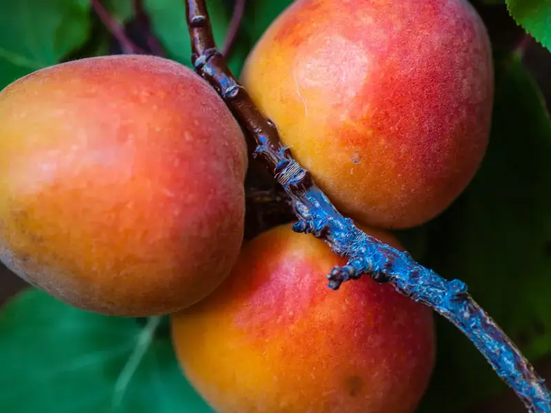 mangoes on the branch