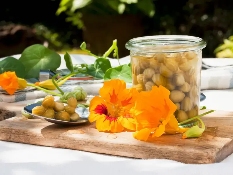 nasturtium-capers-uses