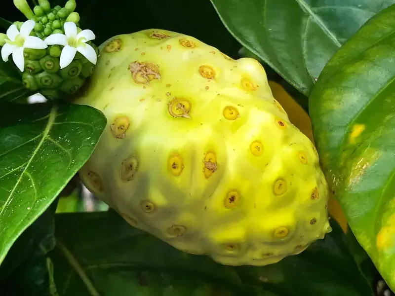 noni fruit ©iStock
