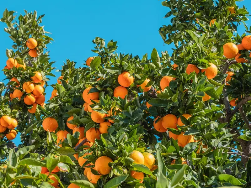 oranges on the tree
