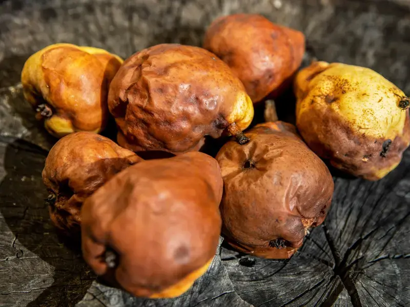 Overripe pears turning brown and soft.