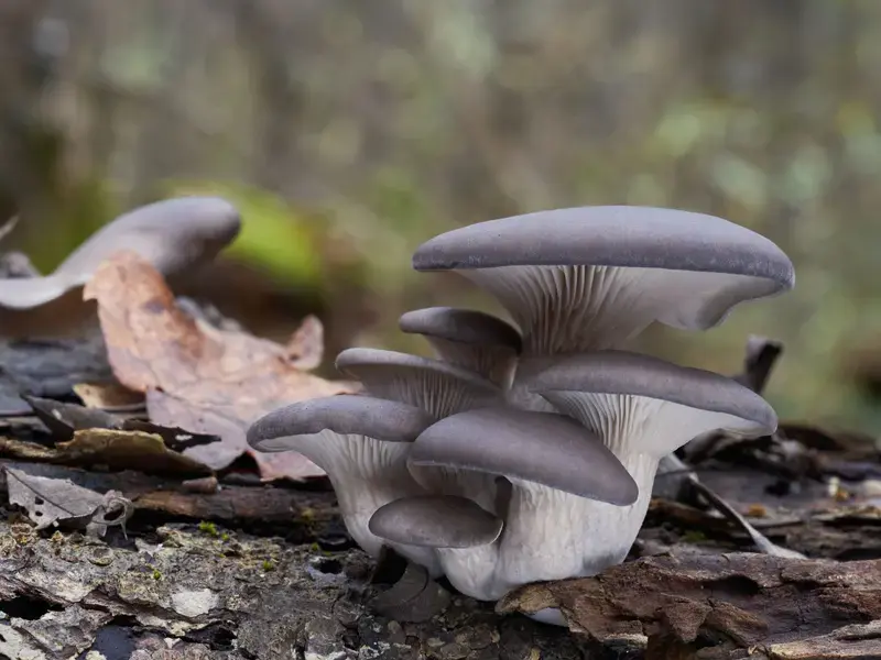 oyster-mushrooms